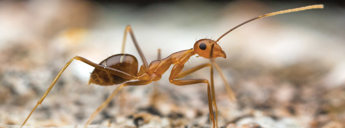 Invasive ants: Yellow crazy ants (Anoplolepis gracilipes) arrived in Hawai'i in 1952 from the Old World tropics and have had large-scale impacts on the ecosystem. Photo by Alex Wild