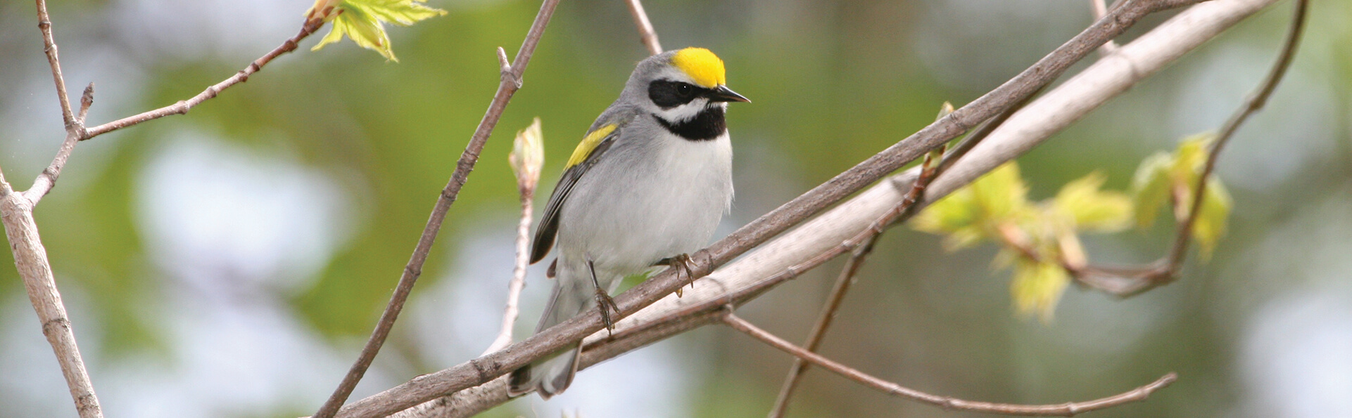 Golden Winged Warbler, Bill Hubick