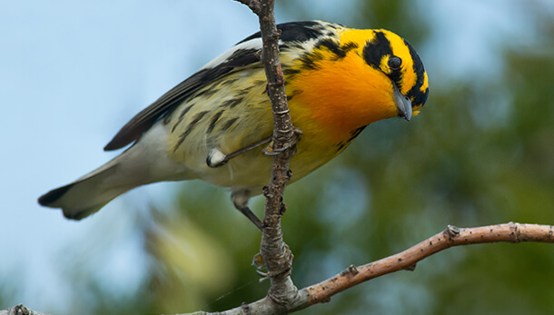 Migratory bird partnership of American Bird Conservancy and Cornell Lab of Ornithology will help Blackburnian Warblers and many other species. 