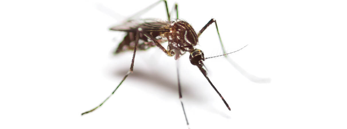 Hawai'i has no native species of mosquitoes, but several species have been accidentally introduced by humans. Photo by Isara Kaenla / Shutterstock