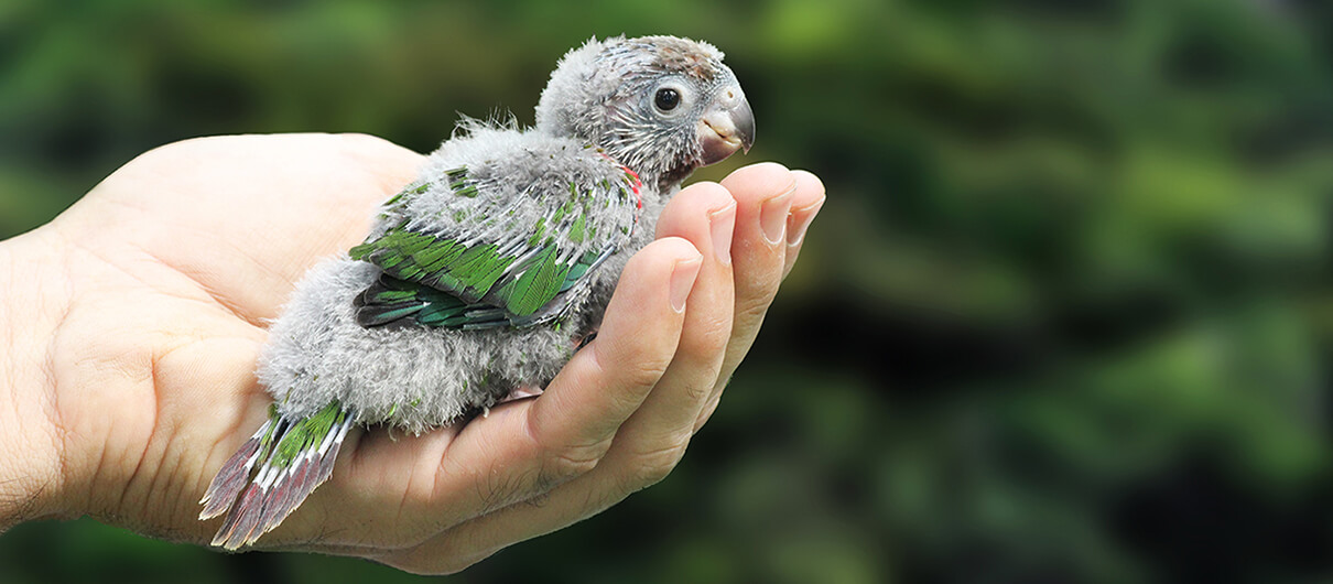 Save the Grey-breasted Parakeet