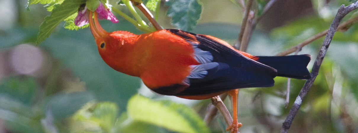 The ‘I'iwi is one of several Hawaiian honeycreeper species that are vulnerable to mosquito-borne diseases. Photo by Robby Kohley