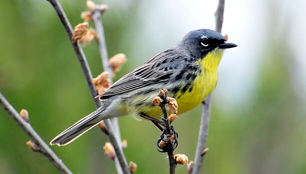 Kirtland's Warbler, one of the endangered bird species put at risk by the precedent-setting Lake Erie wind project. Photo courtesy USFWS