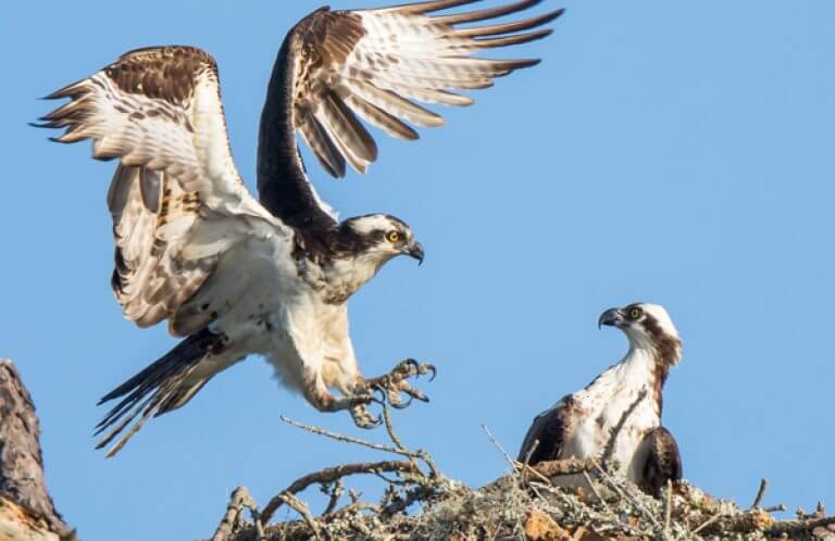 Ospreys, DMS Foto, Shutterstock