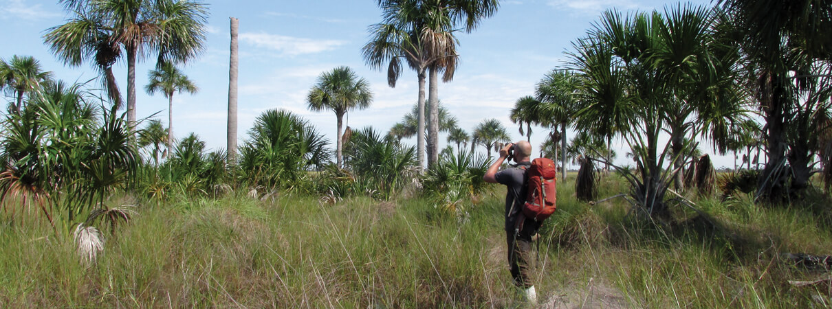 Tjalle Boorsma uses binoculars to watch for nesting Blue-throated Macaws. Photo by Luis Miguel Ortega