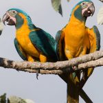 blue-throated macaws