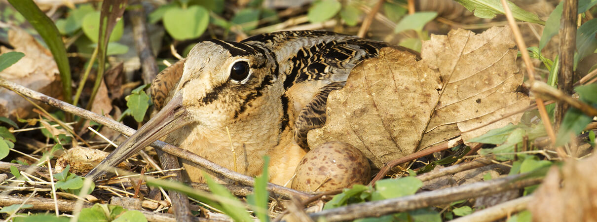 Female woodcocks rely on their mottled brown feathers and dense, scrubby habitat to camouflage them from predators as they incubate their eggs. Photo by Joe McDonald / Shutterstock