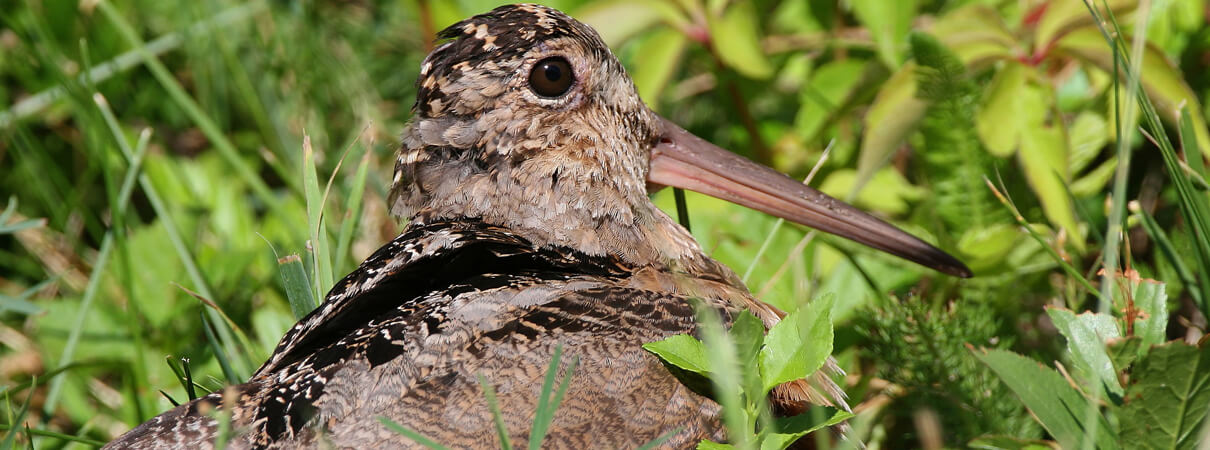 Ongoing population surveys suggest that American Woodcock populations are healthiest where the land is actively managed to support the dense, scrubby habitat the birds prefer. Photo by Betty Rizzotti