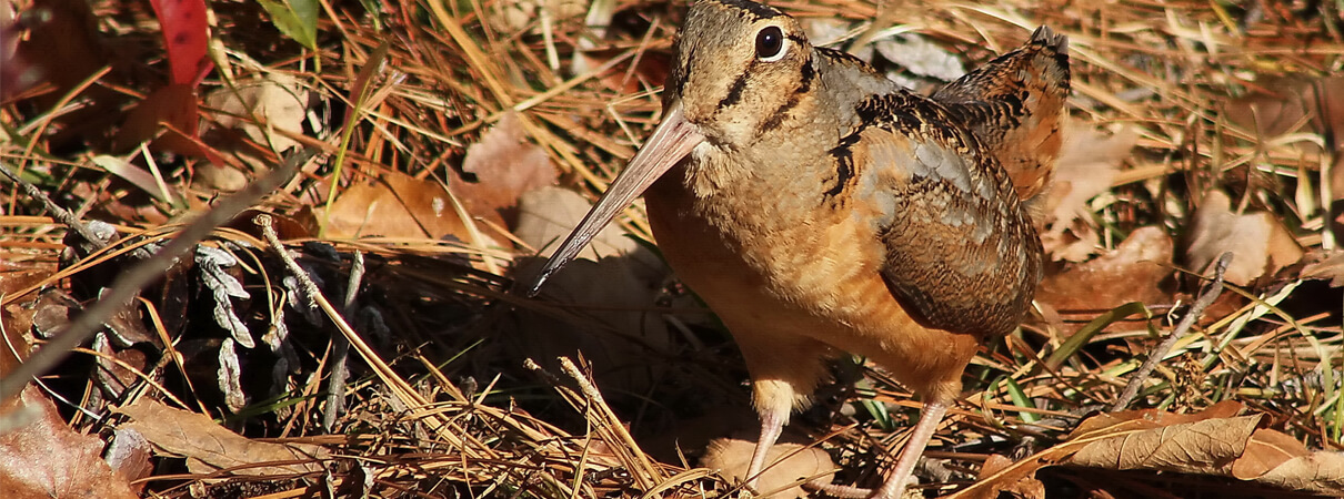 The American Woodcock is a creature of overgrown fields and young forests. As these habitats become less common, so too do the birds. David Byron Keener / Shutterstock