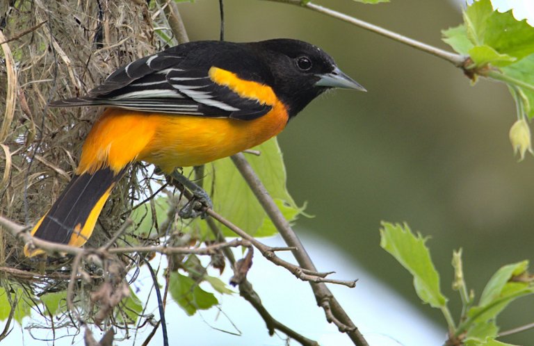 Baltimore Oriole by Andrew Weitzel