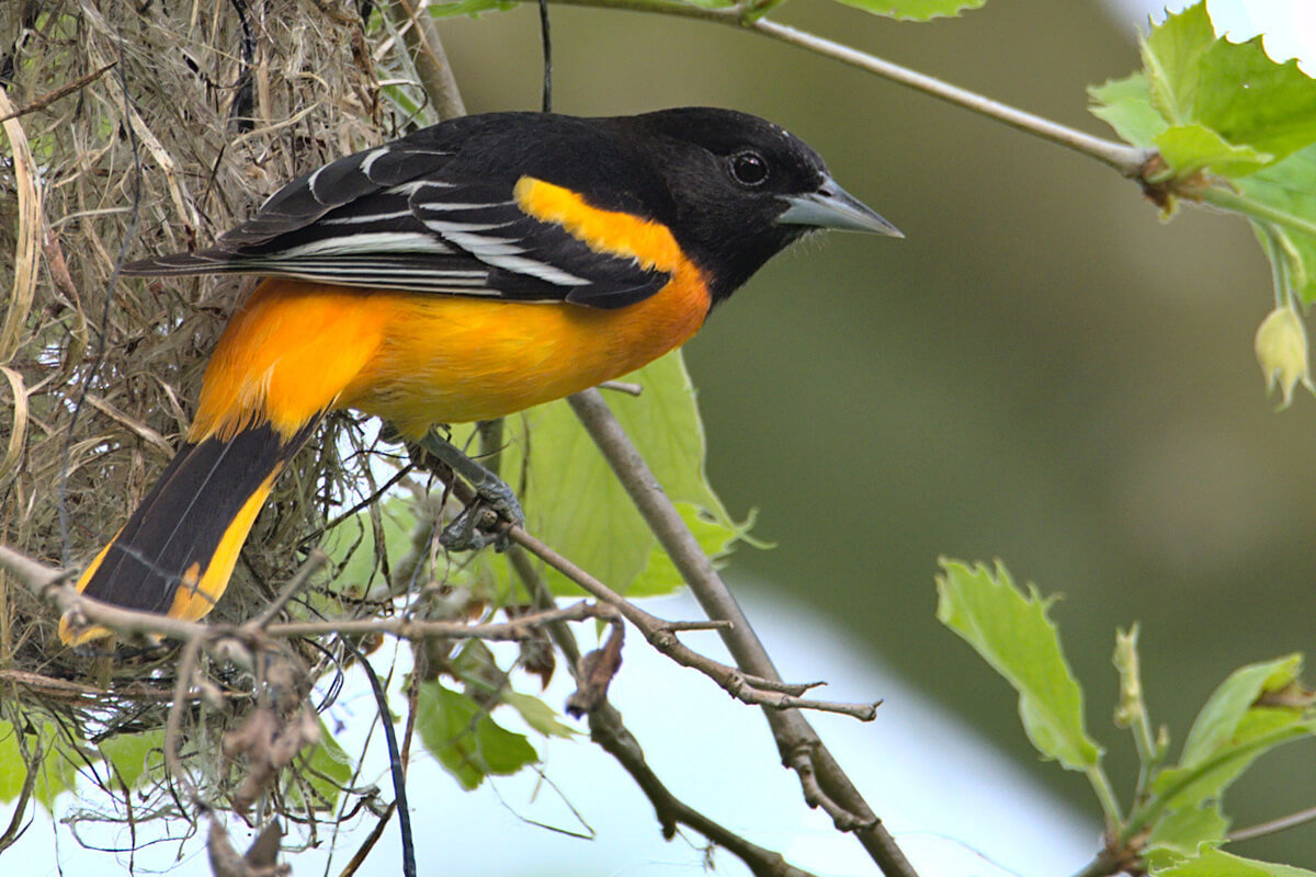 Baltimore Oriole - American Bird Conservancy