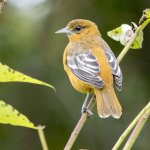 Baltimore Oriole in fall. Photo by Andrew Weitzel