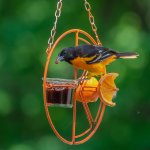 Baltimore Oriole at feeder. Photo by Peggy Reilly Photos, Shutterstock.