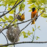 Baltimore Oriole pair at nest. Photo by Heather L. Hubbard, Shutterstock.