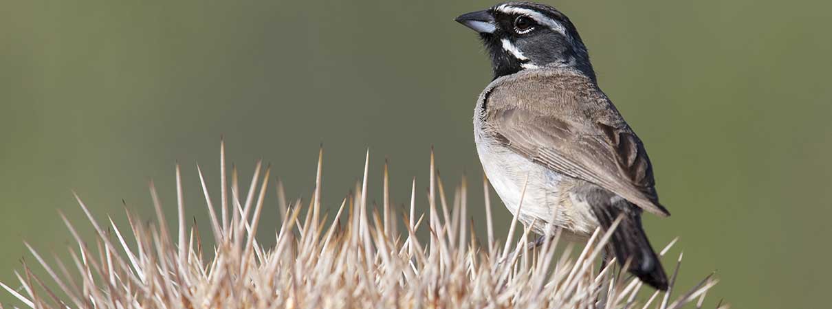 Black-throated Sparrow, Stubblefield Photography, Shutterstock