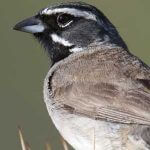 Black-throated Sparrow, Stubblefield Photography, Shutterstock