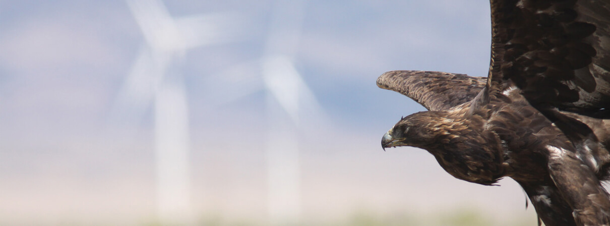 Raptors, such as this Golden Eagle, are among the birds most threatened by wind energy development. Photo by David Lamfrom