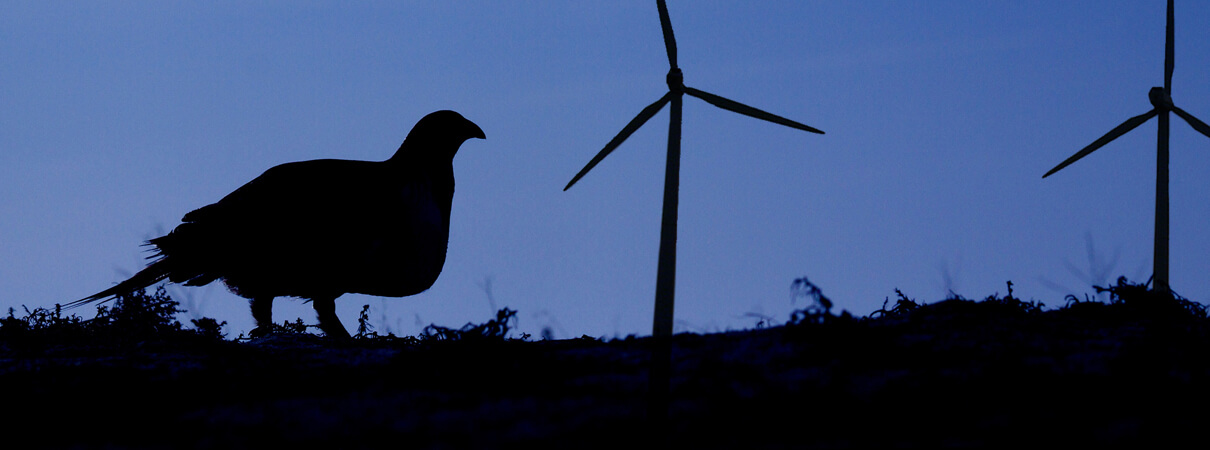 The overhead turbines and power lines associated with wind energy give predators a place to sit and watch for prey such as Greater Sage-Grouse, increasing the threat of predation for these grassland birds. Photo by Tom Reichner/Shutterstock