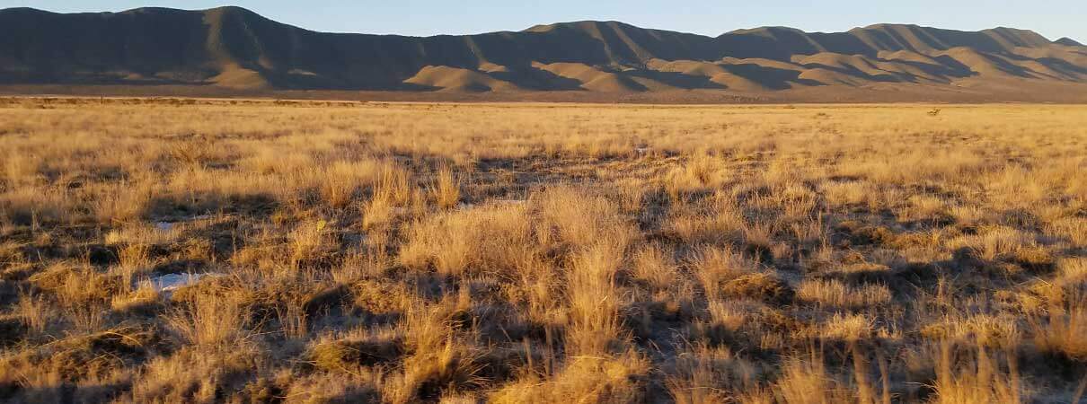 The sun reveals a diverse mix of grasses of varying lengths that foster a host of wildlife including prairie dogs, jackrabbits, and many species of birds, including sparrows. Photo by Aditi Desai