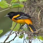 Male Baltimore Oriole at nest. Photo by Andrew Weitzel.