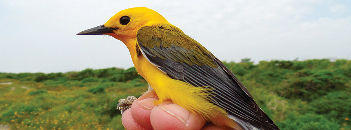 Emily Cohen and her team use mist nets to safely capture migratory birds, such as this Prothonotary Warbler. They attach an identifying band to each bird's leg and also collect biological samples and health data to better understand how the birds are affected by their journeys. Weather radar provides additional information about migratory connectivity, such as where and when the birds are traveling through the region and visiting different habitats. Photo by Danielle Aube