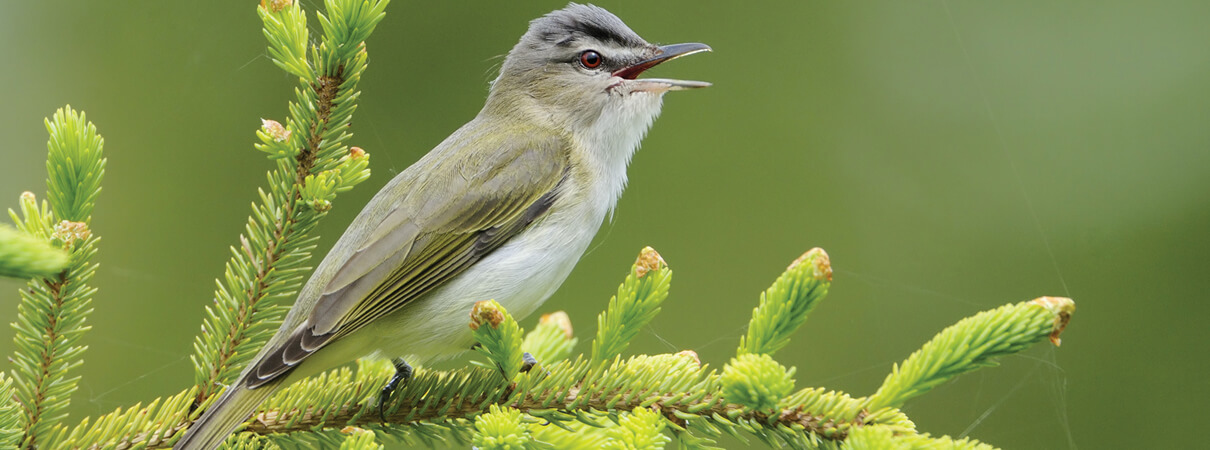 Biologists have used geoloca­tors — tiny tracking devices that use light levels to approximate a bird's location — to show that Red-eyed Vireo make long refueling stops in northern Central America during their migration. Photo by Tim Zurowski