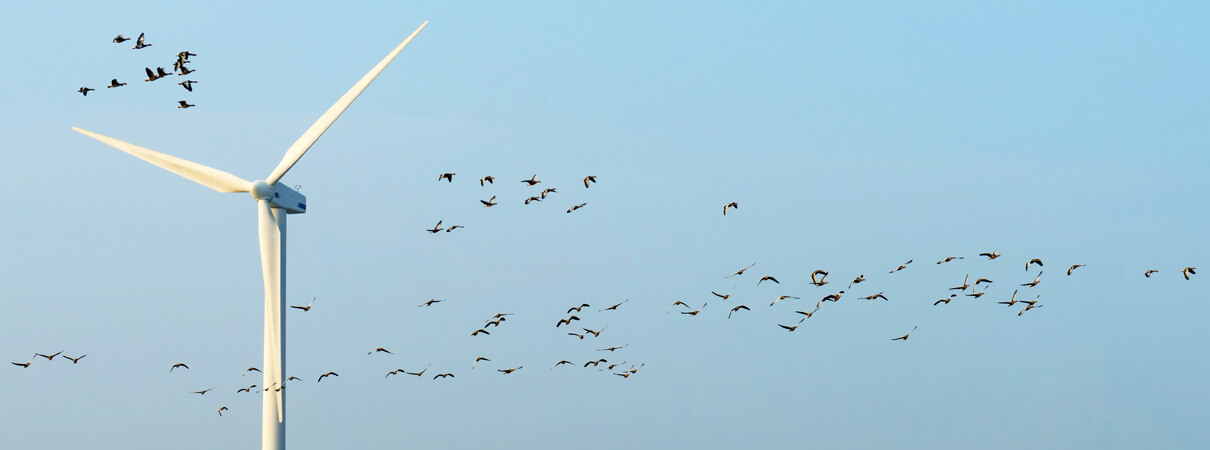 Biologists estimate that millions of birds are killed every year by wind turbines and the power lines and infrastructure that supports the wind energy industry. Photo by Marijs / Shutterstock