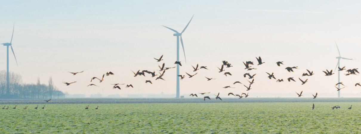 Wind energy offers some environmental benefits over other forms of energy, but is not without its own risks. Photo by Marijs / Shutterstock