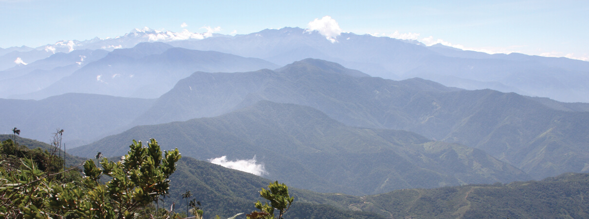 The Sierra Nevada de Santa Marta — an isolated mountain range on Colombia's Caribbean coast — is home to an exceptional concentration of resident birds, and also provides essential habitat for migrating songbirds, such as Red-eyed Vireo, Gray-cheeked Thrush, Blackburnian Warbler, and Tennessee Warbler, among others. Photo by Larry Thompson
