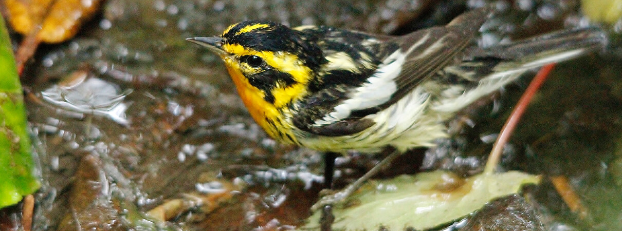 Blackburnian Warblers are among the many migratory songbirds that rely on healthy stopover habitats to refuel during their twice-yearly migratory journeys. Photo by Benjamin Skolnik