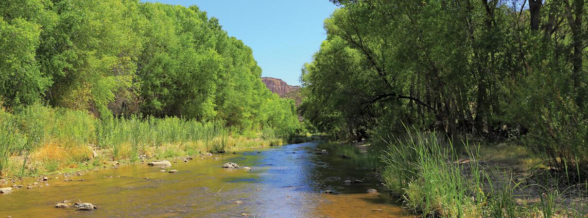 BirdScapes in the southwestern riparian system will ultimately contribute to the conservation of western Yellow-billed Cuckoo and other bird species. Photo of Aravaipa Creek, Arizona by Bill Florence / Shutterstock
