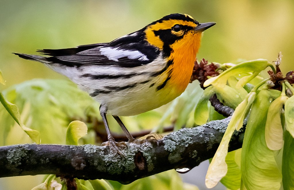 Blackburnian Warbler by Owen Deutsch, owendeutsch.com