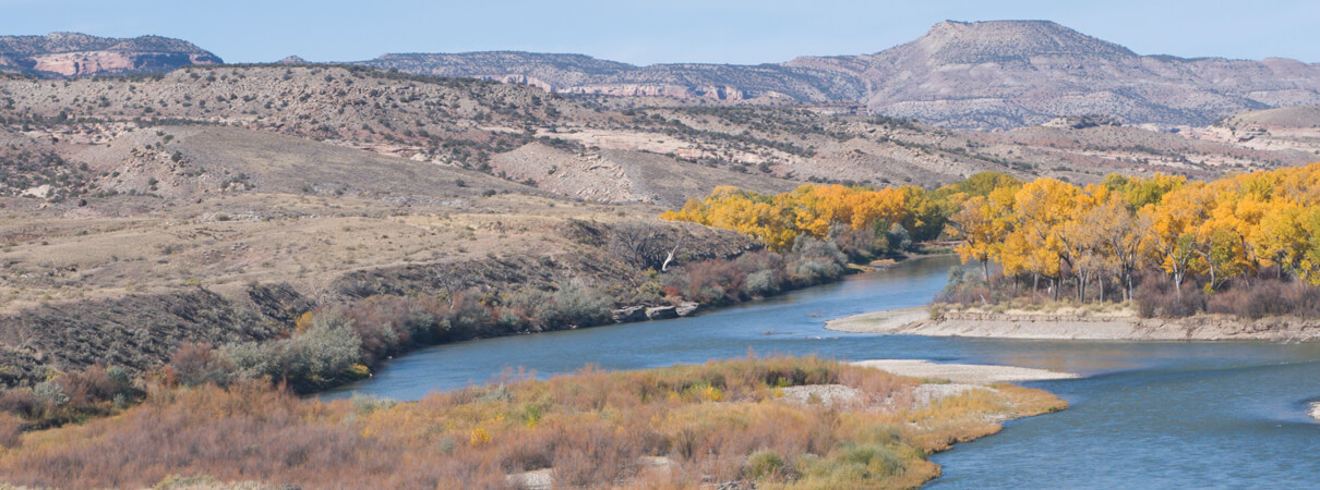 Riparian habitats along the Colorado River — shown here — and other southwestern rivers and streams have contracted significantly in recent decades. This loss of habitat presents challenges to Yellow-billed Cuckoos and other birds in the region. Photo by Linda Armstrong / Shutterstock