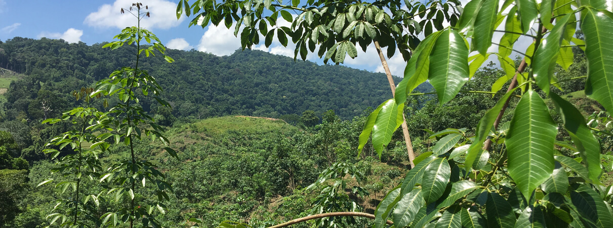 The Conservation Coast BirdScape in Guatemala includes bird friendly cacao plantations — shown here — as well as other forms of forest-based farmed, known as agroforestry. Photo by Mike Parr