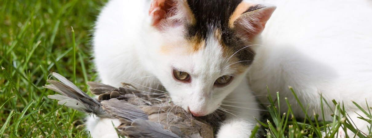 ABC is steadfast in its commitment to fighting the toughest issues of bird conservation, such as that of feral and outdoor pet cats. Photo by istockphoto