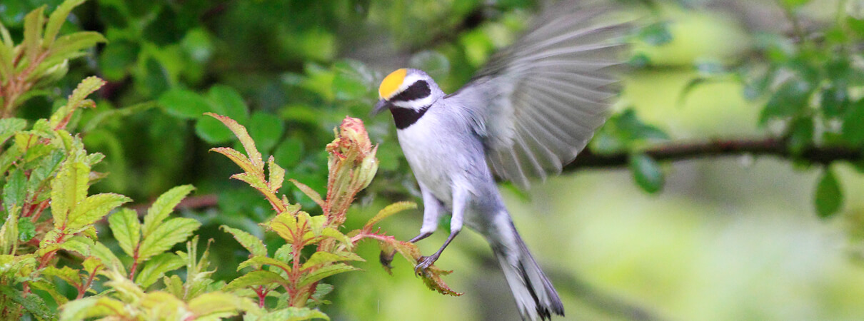 Migratory birds, such as this Golden-winged Warbler, rely on healthy habitat in multiple places throughout the year. This requirement is one of the reasons behind the creation of ABC's new BirdScapes approach to habitat management and conservation. Photo by Bruce Beehler