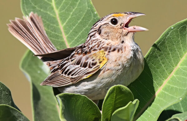 Grasshopper Sparrow, Steve Byland, Shutterstock