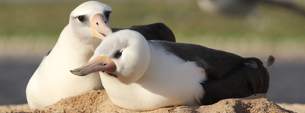 The ACAP protects albatrosses — such as these Laysan Albatross — and petrels by coordinating international activities—conservation measures, research, the exchange of information, and increased public awareness—that benefit these birds. Photo by Cameron Rutt