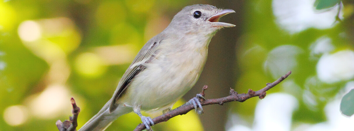 Riparian habitat throughout the southwest provides important habitat for western Yellow-billed Cuckoos and a wide variety of other bird species, such as the Least Bells Vireo shown here. Photo by Greg Homel