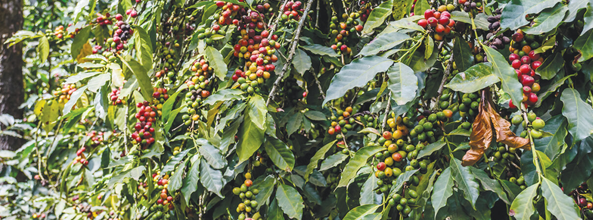 Shade-grown coffee — shown here — is often considered a bird-friendly form of agroforestry because the coffee plants are grown as understory shrubs under larger trees, all of which helps support birds and the food and shelter they rely upon. Agroforestry is one of many conservation tools currently employed within ABC's BirdScapes locations. Photo by loca4motion / Shutterstock