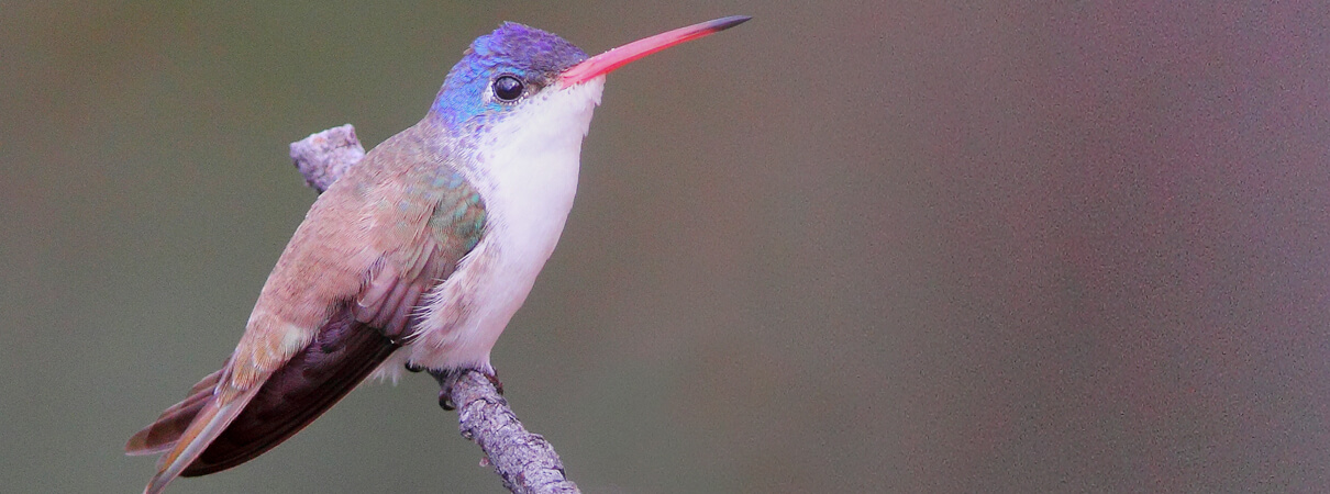The Violet-crowned Hummingbird is one of 213 bird species — including more than 15 species of hummingbird — that have been seen at Paton's Hummingbird Haven. Photo by Greg Home / Natural Elements Productions