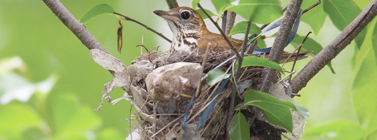 Wood Thrush prefer to build their nests in mature forests, such as what can be found in Pennsylvania's Poconos BirdScape. Photo by Michael Stubblefield