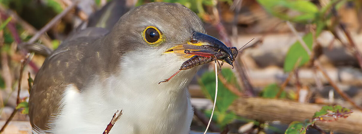 Yellow-billed Cuckoos feed on relatively large prey items, such as katydids, cicadas, caterpillars, and other large insects. Photo by Phillip R. Brown