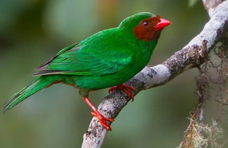 Grass-green Tanager, Glenn Bartley