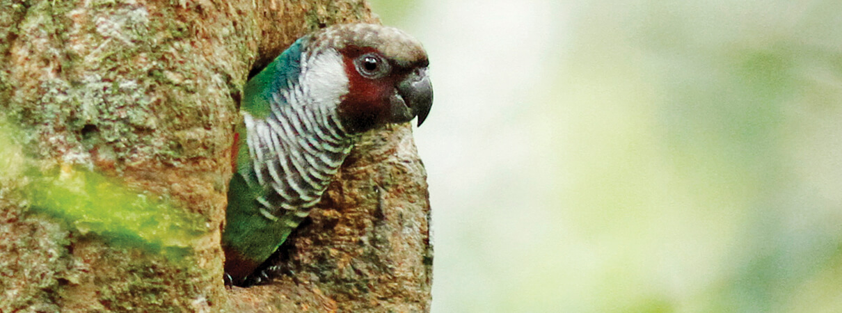 Aquasis' amazingly successful conservation and community-based nest box program with the Grey-breasted Parakeet has doubled the size of the species' population. Photo by Fabio Nunes