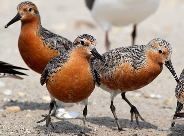 Changes to the Endangered Species Act may reduce protections for birds such as Red Knots. Photo by Mike Parr