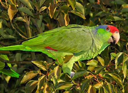 Red-crowned Parrot, BowlesErickson, amazornia.us