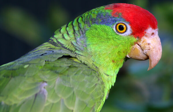 Red-crowned Parrot, Loflo69, Shutterstock