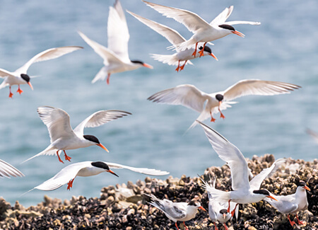 Roseate Terns, adults and juveniles, Earnest Tse, Shutterstock