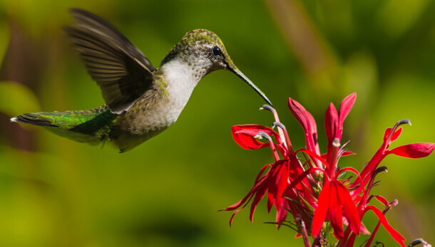 American Bird Conservancy Supports Bill to Suspend Neonics - American ...